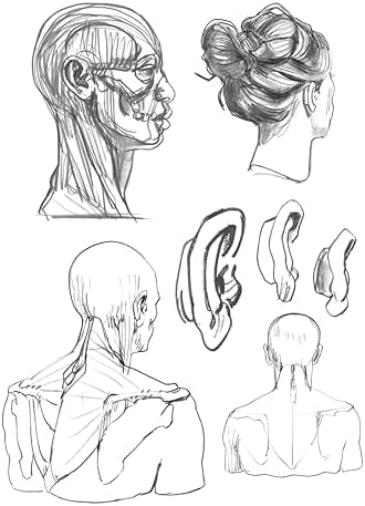 Morfo - Sanatçılar İçin Anatomi